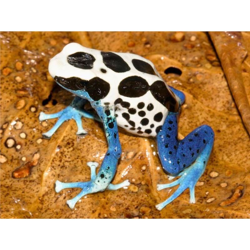 Broasca Dendrobates tinctorius Oyapock (Poison Dart Frog) - imagine 3